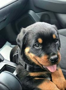 Rottweiler puppy