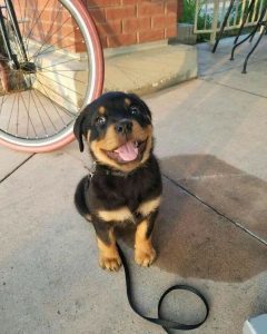 Rottweiler puppy