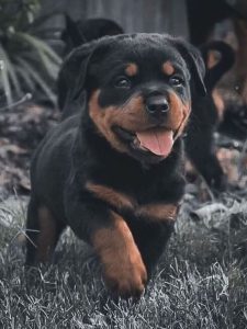 Rottweiler puppy