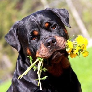Rottweiler puppy
