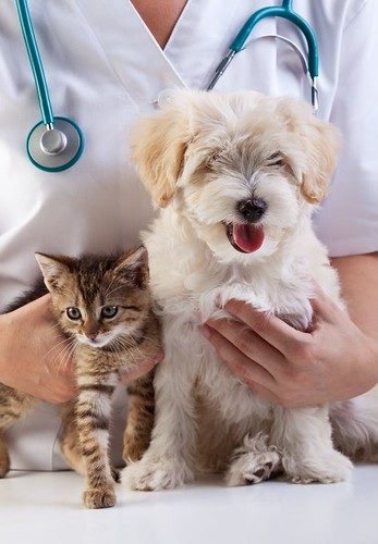 Sacramento SPCA veterinary clinic,dog and cat, caucasian, check, checkup, clinic, doctor, dog, equipment, examination, examining, hand, health, healthcare, healthy, hold, holding, kitten, kitty, love, medical, medicine, nurse, occupation, people, pe