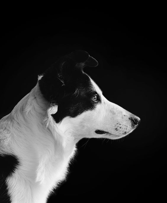 SPCA San Jose