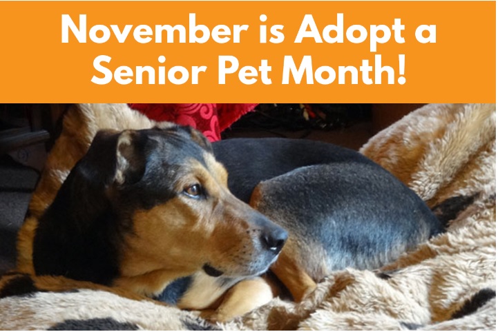 senior pet