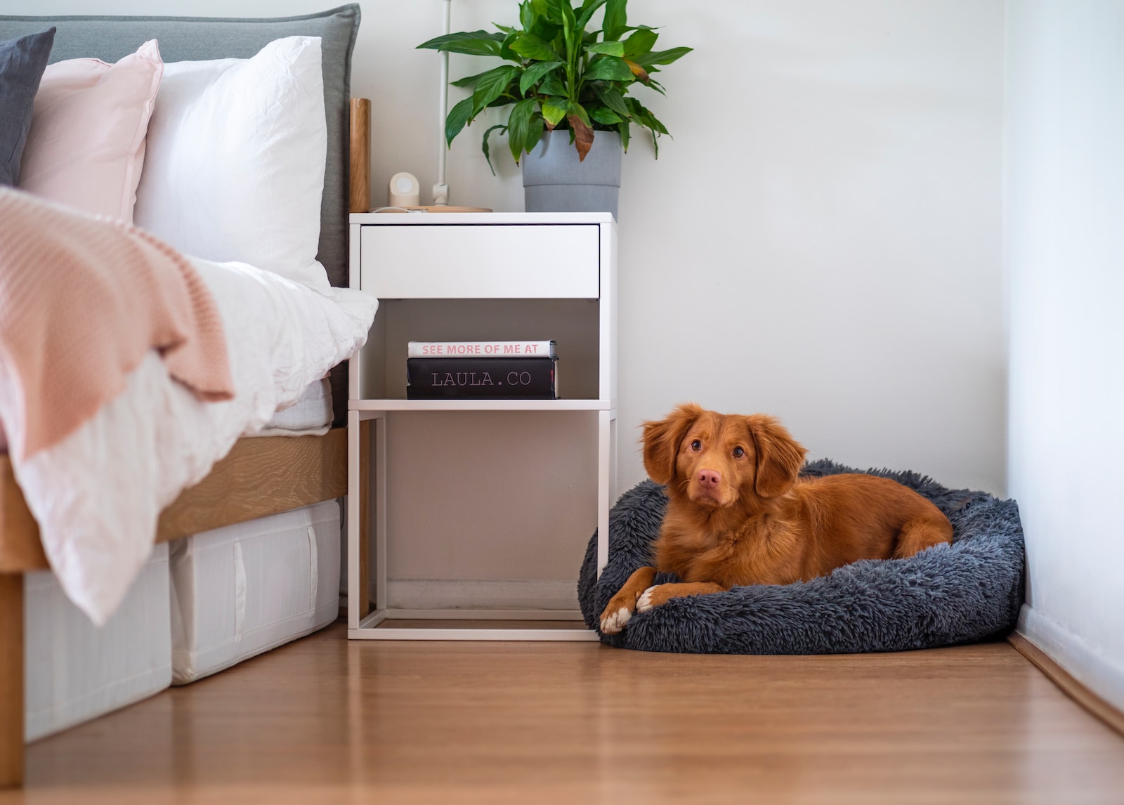 brown short coated dog lying on white Serta dog bed