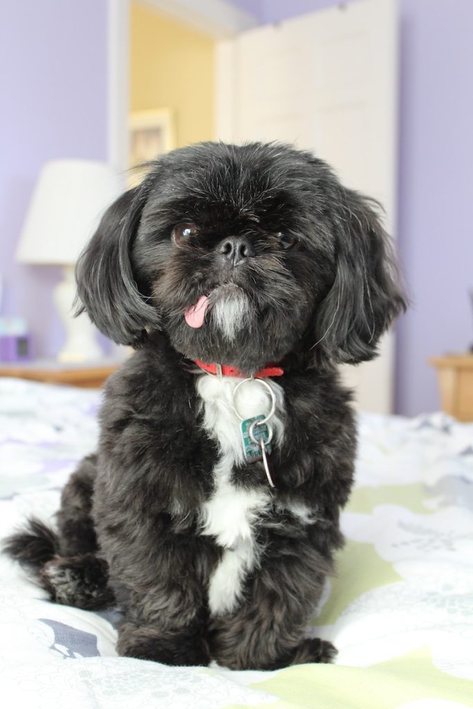 a small black Shih Tzu sitting on top of a bed
