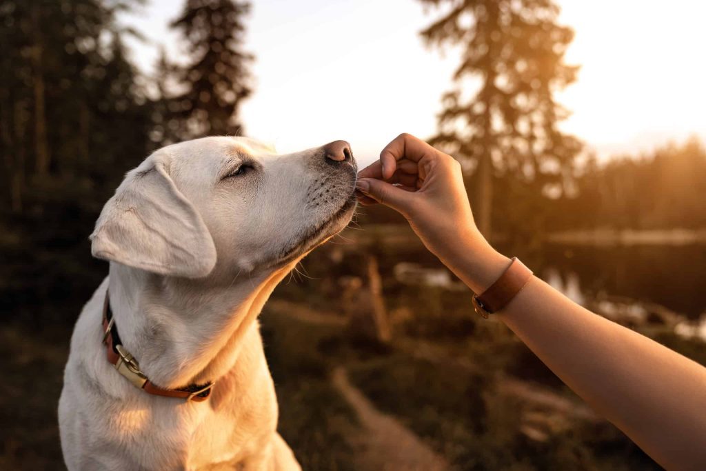 Can Dogs Eat Sunflower Seeds