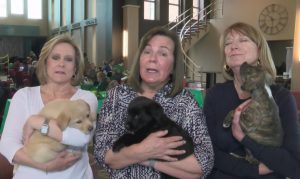spca dallas