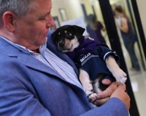 spca dallas