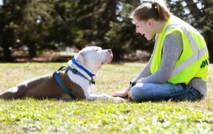 spca dallas