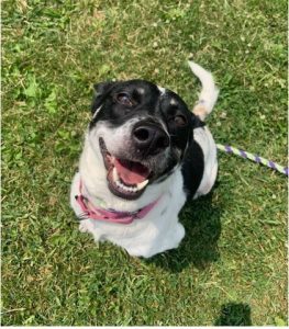 spca danville