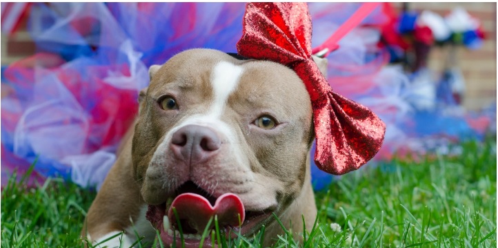 spca danville