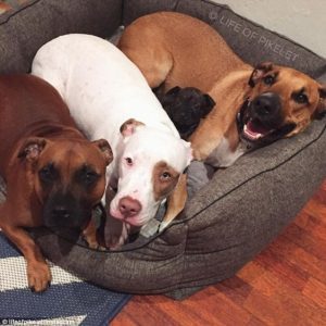 spca florida