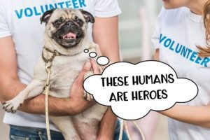 spca florida