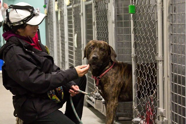 spca roseville