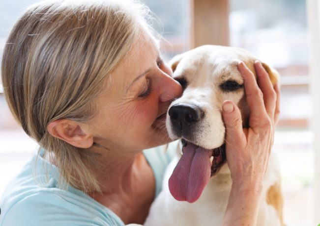 spca roseville