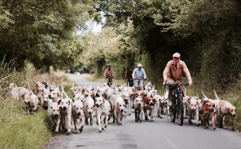 spca tampa bay three man riding on bicycles together with litter of short-coated dogs
