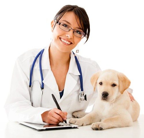 SPCA Tampa Bay dog care