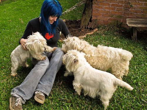 spca tampa bay