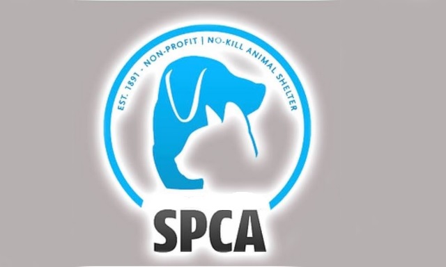 spca watertown ny