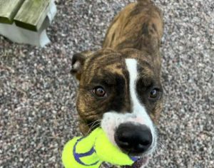 spca watertown ny