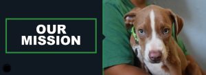 spca watertown ny