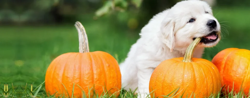 Can Dogs Eat Squash