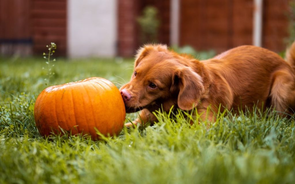 Can Dogs Eat Squash
