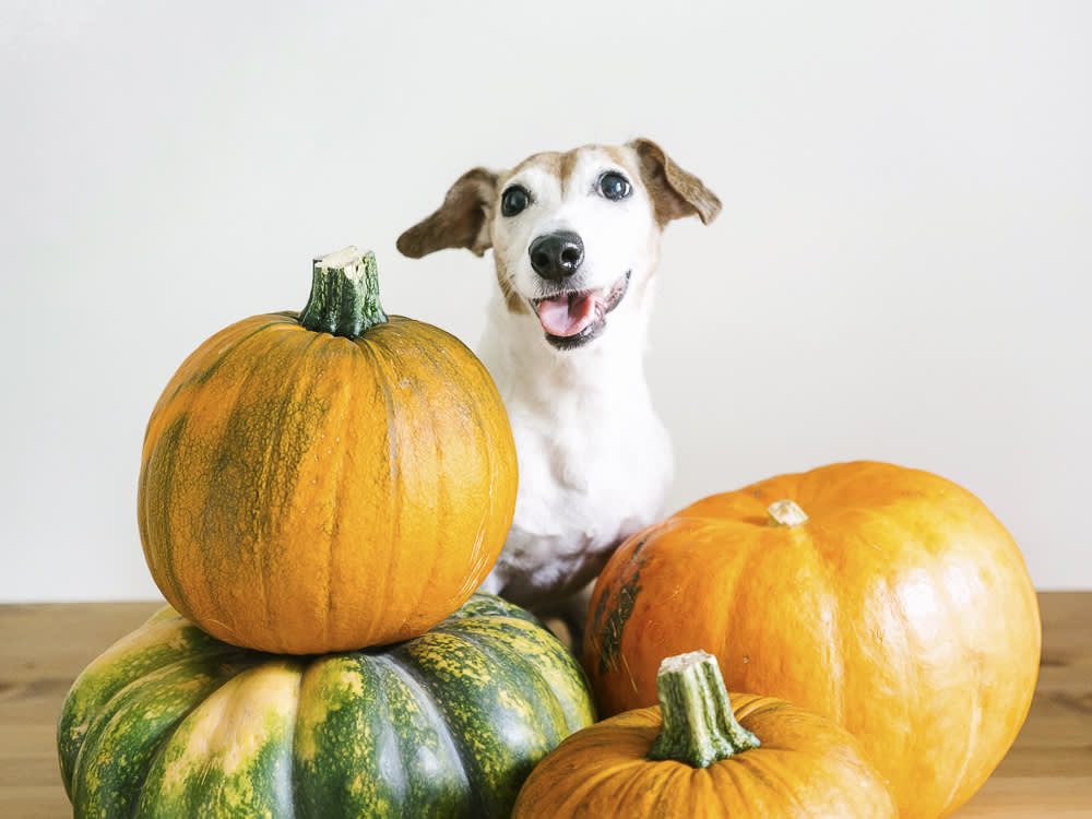 Can Dogs Eat Squash