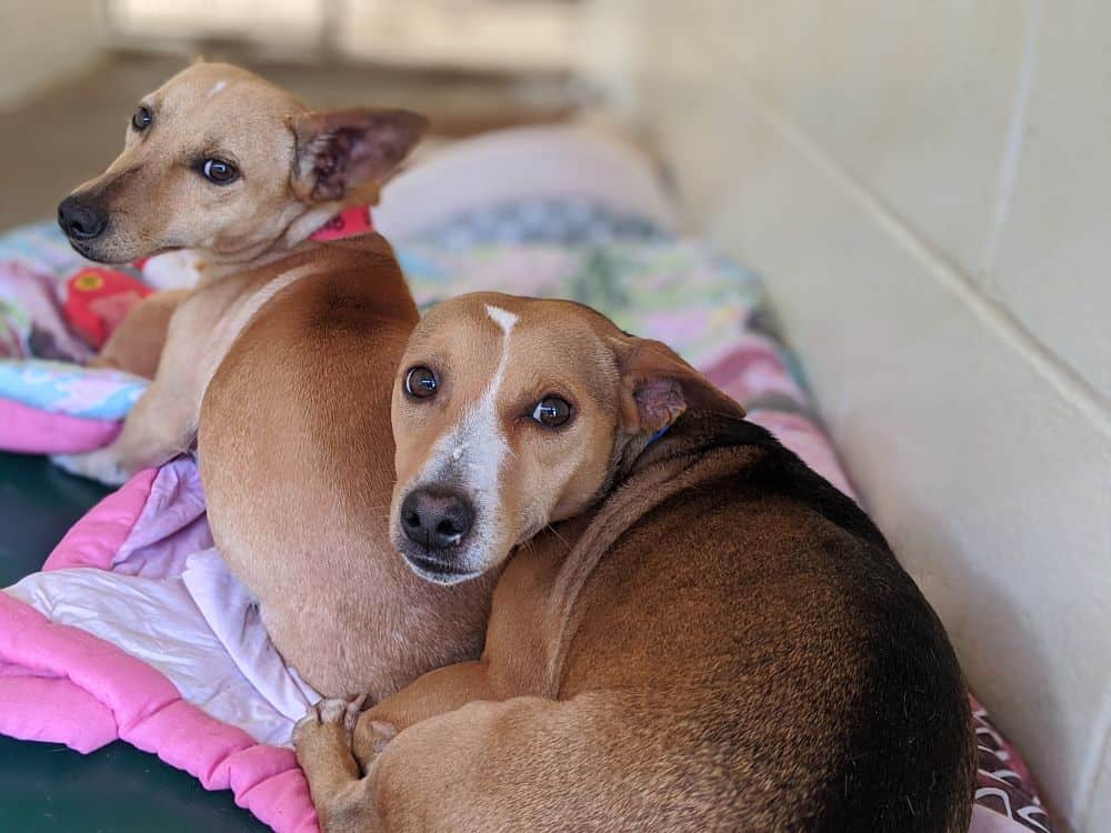 Clinton County SPCA