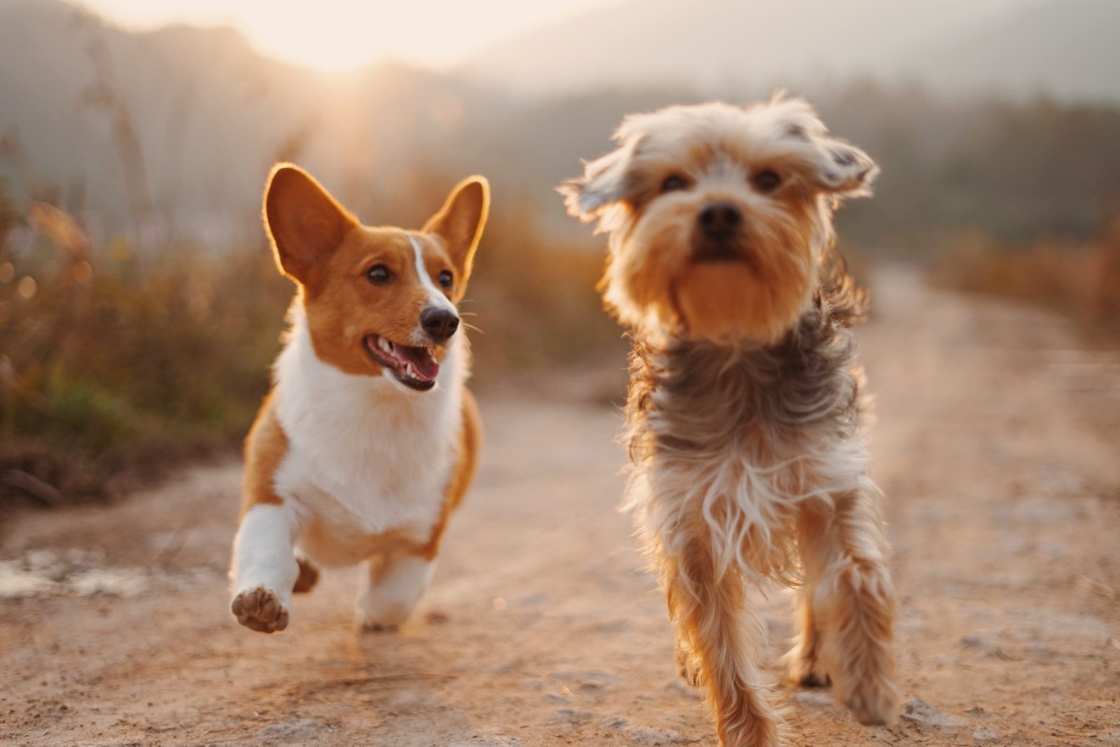 SPCA Yuba City