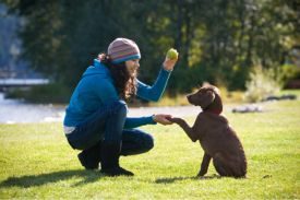 Dog Park