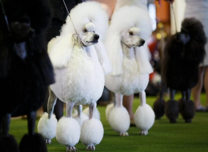 The Secret Life Of Pooches