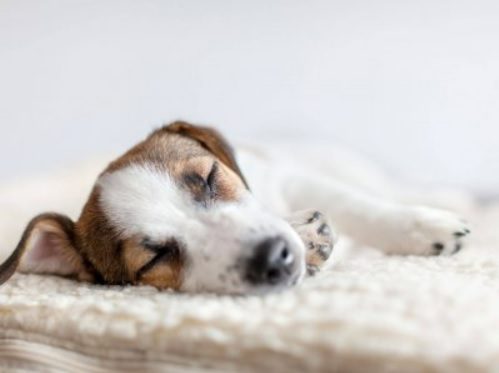 The Secret Life Of Pooches