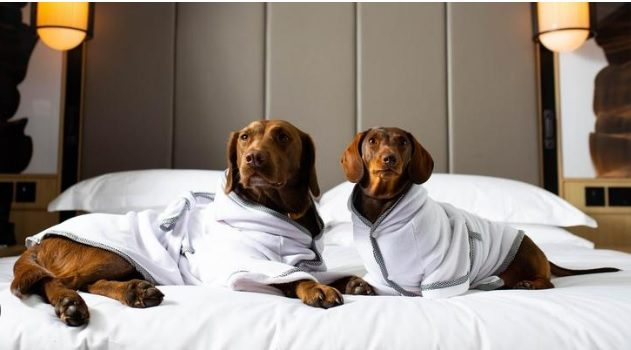 The Secret Life Of Pooches