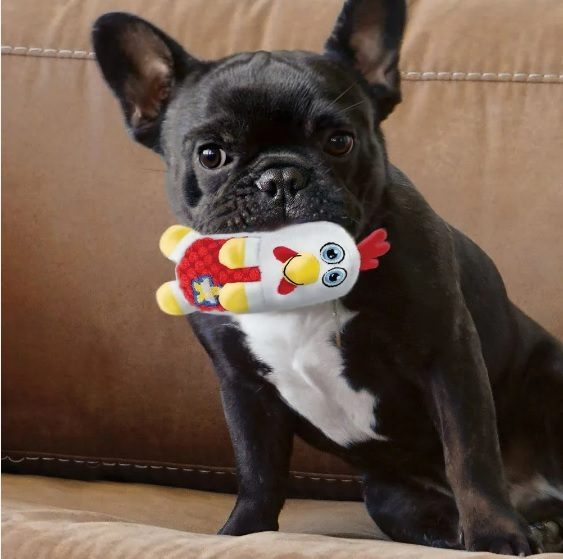 the secret life of pooches