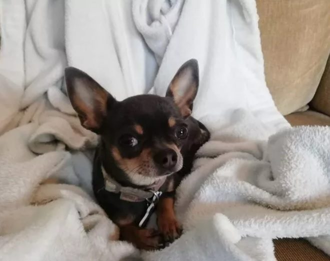 The Secret Life Of Pooches