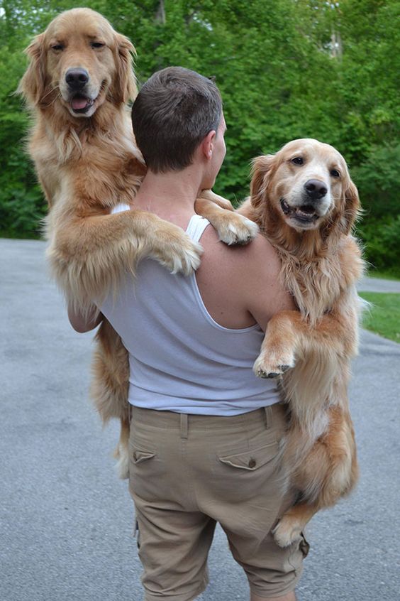 The Magic of Having Two Dogs: Discover Why Double the Canine Love Brings Extraordinary Joy