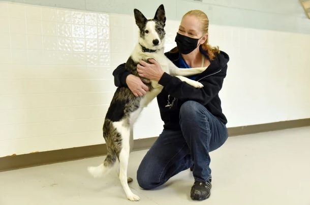 ulster county spca