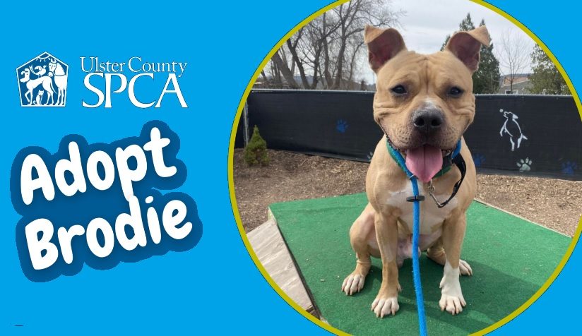ulster county spca