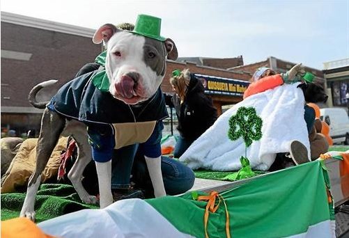 ulster county spca
