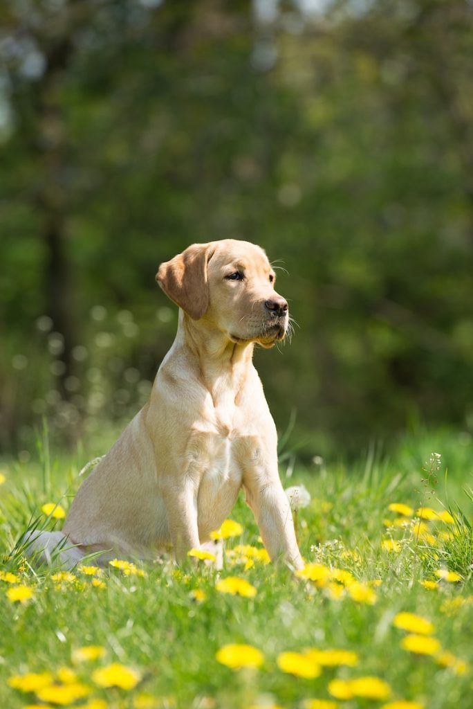 Labradors on a grass lawn