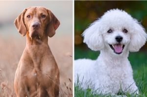 Vizslapoo