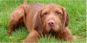 Vizslapoo
