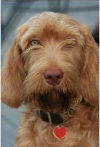 Vizslapoo