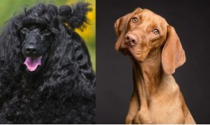 Vizslapoo