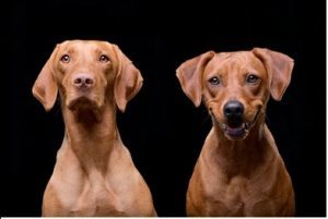 vizsla shed