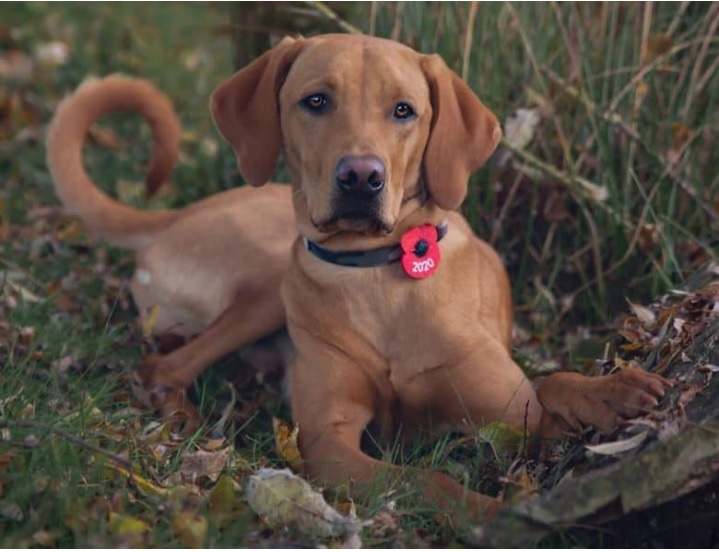 vizsla with black nose