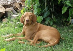 Weimaraner Vizsla Mix