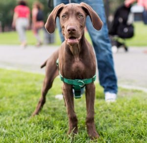Weimaraner Vizsla Mix