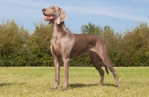 Weimaraner Vizsla Mix
